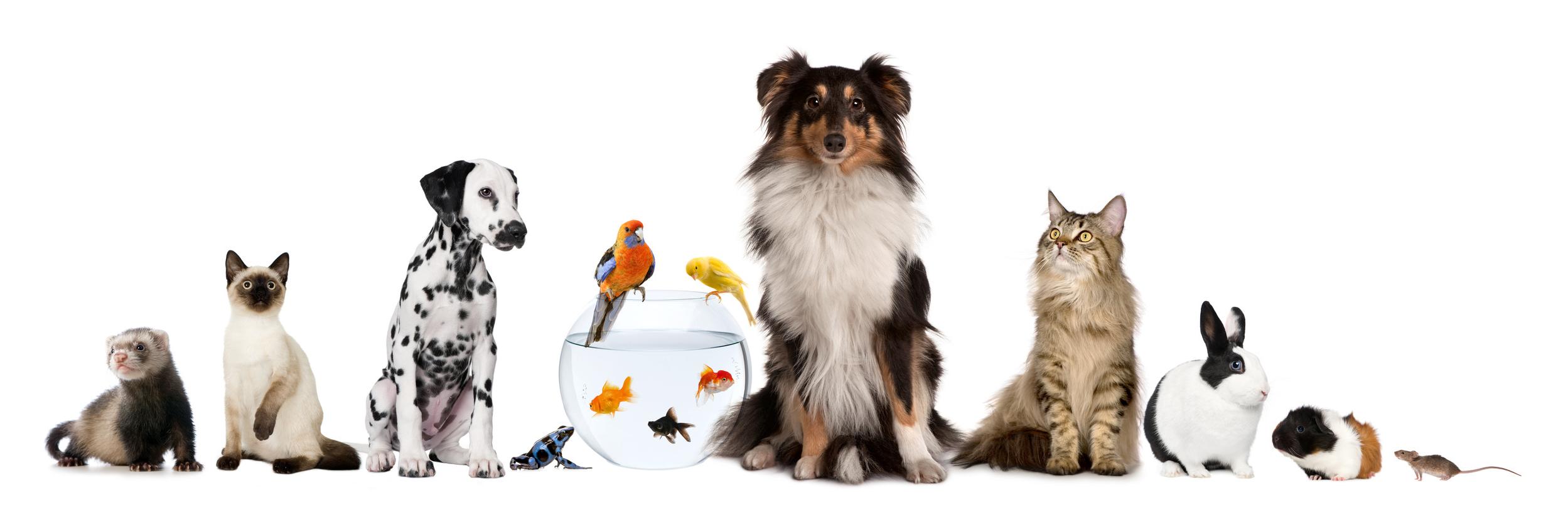PetPlot's profile banner image