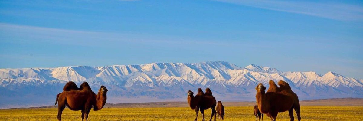 УВА official banner