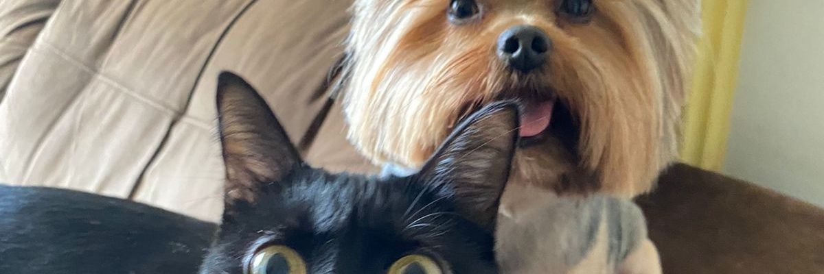 JuHMiyoshi's profile banner image