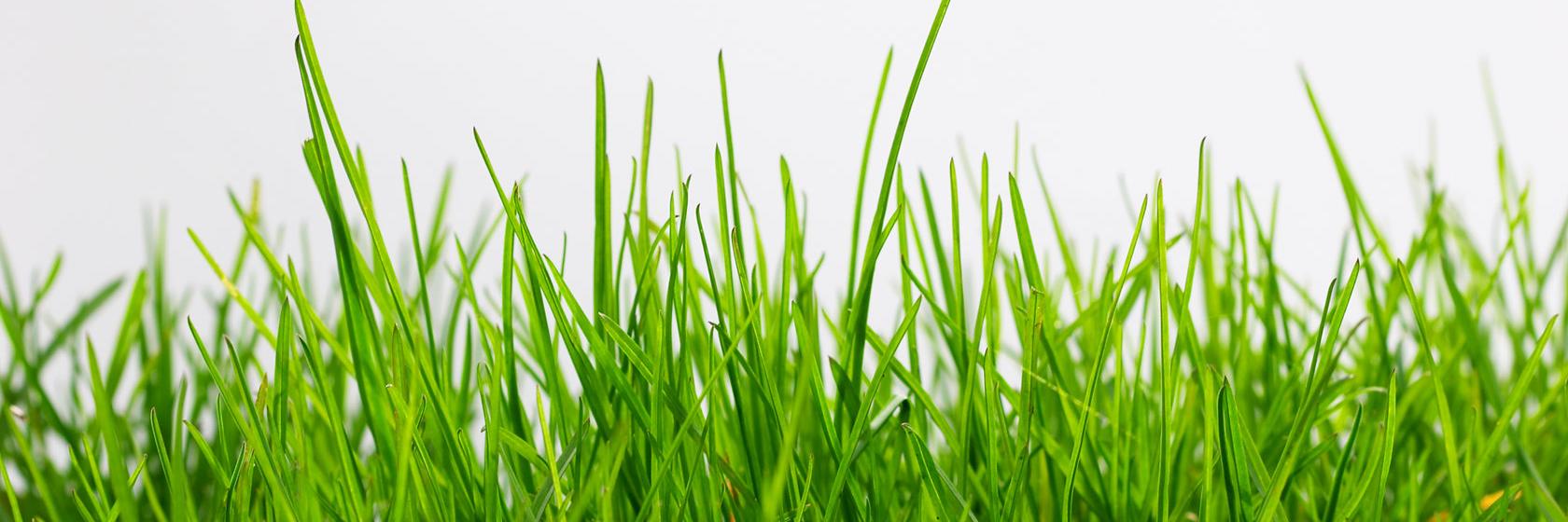 HonestNatural's profile banner image