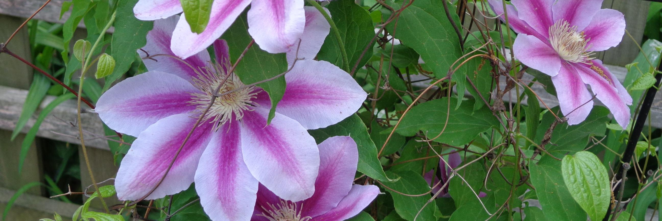 justabutterfly's profile banner image