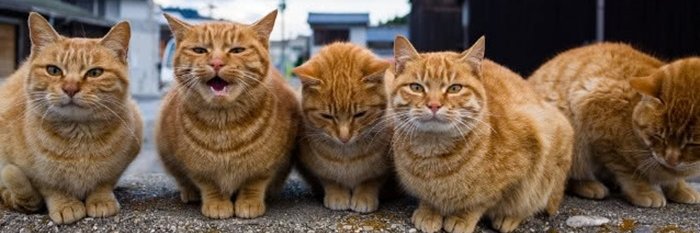 พี่บิวตี้คนคูล(ลัทธิแมวส้ม) banner