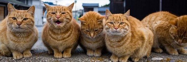 Beauticoolcom Profile Banner