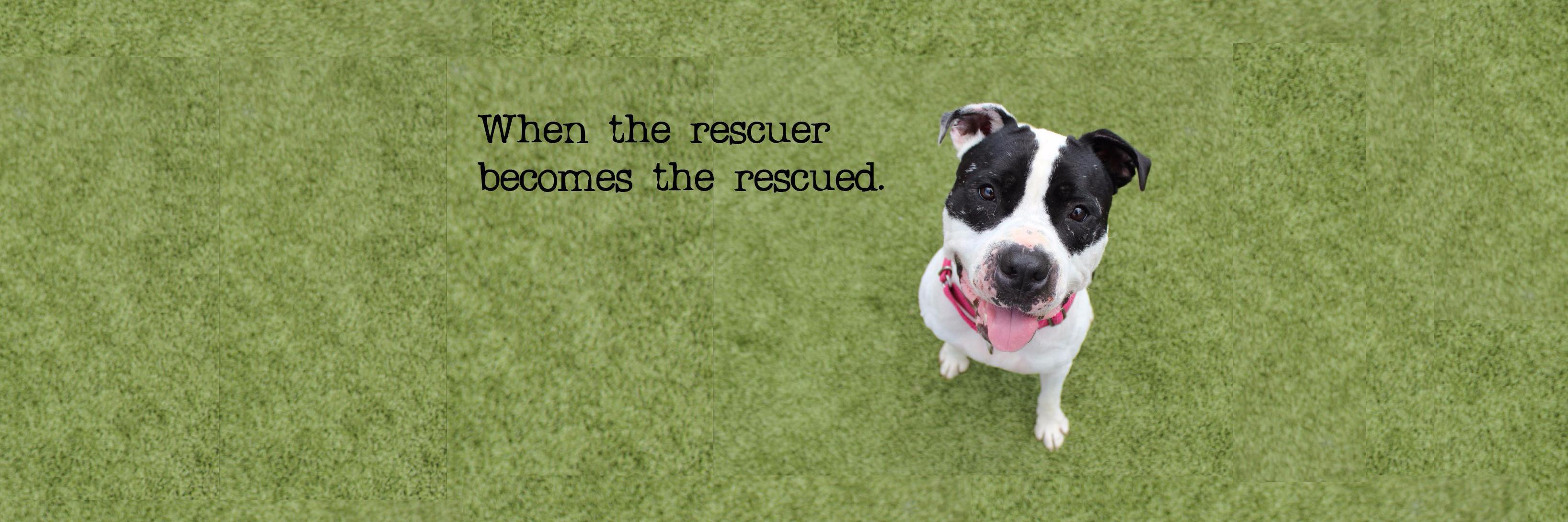 RescuedWho's profile banner image