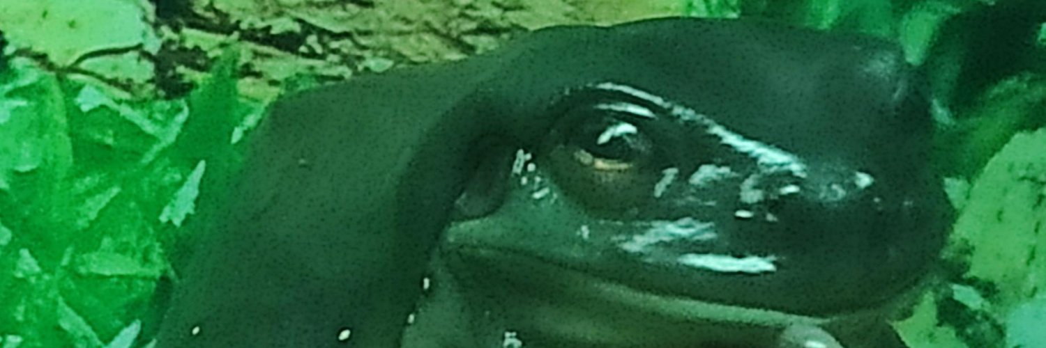 reggaeception's profile banner image