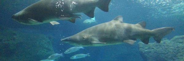 FDrenos Profile Banner