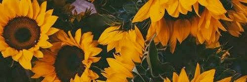 GuadaAPalacios's profile banner image