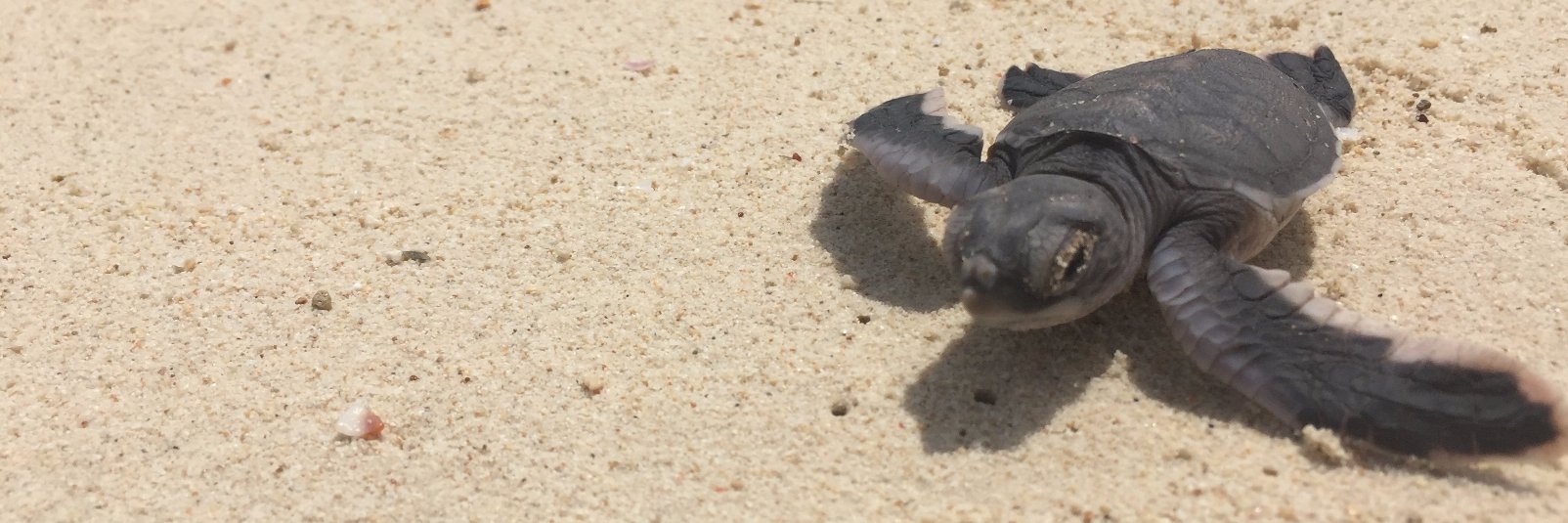 Andrew McHale banner