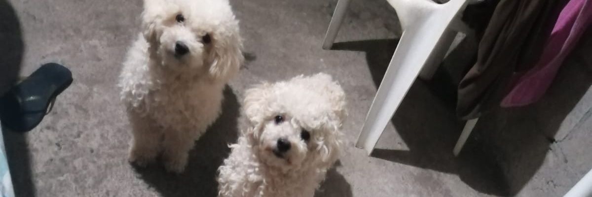 janethtrivi's profile banner image