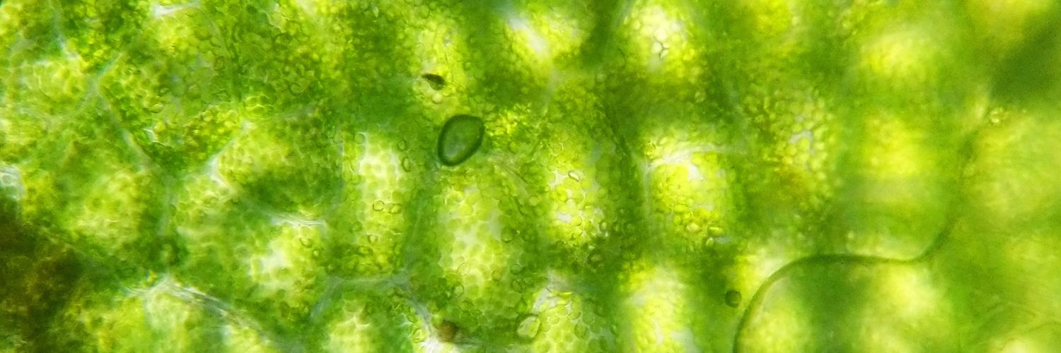 IndieAppletree's profile banner image