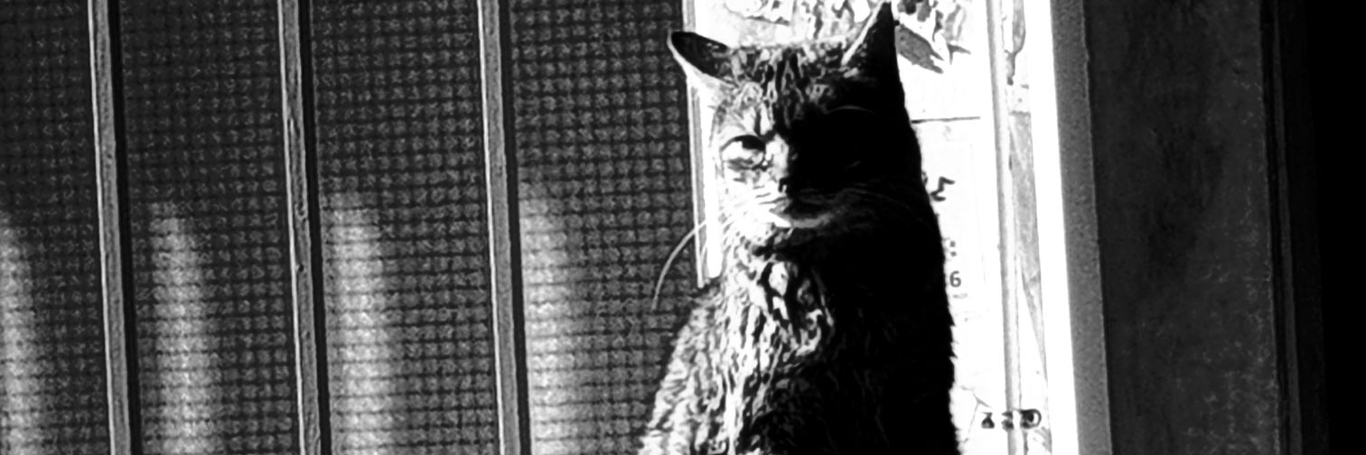 Wittgy08's profile banner image