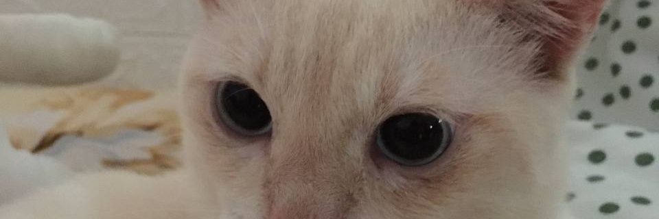 ShaineHere's profile banner image