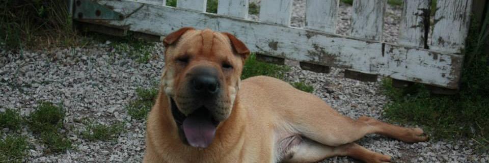 MannySharpei's profile banner image