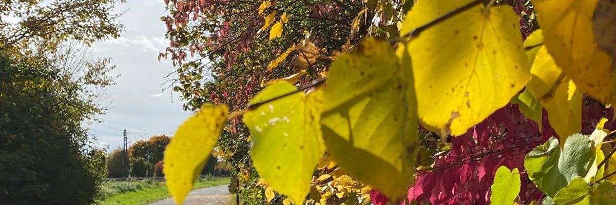__saroonaa__'s profile banner image