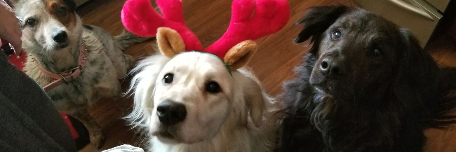 savetheanimalss's profile banner image