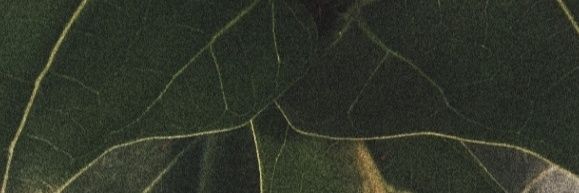 SiladjiDavid's profile banner image