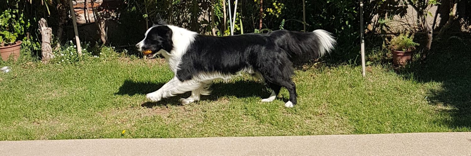 Jose Capdeville Pérez banner