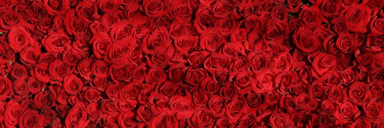 Ms_F_Qureshi's profile banner image