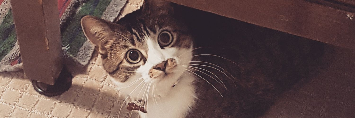SlyBoots__'s profile banner image