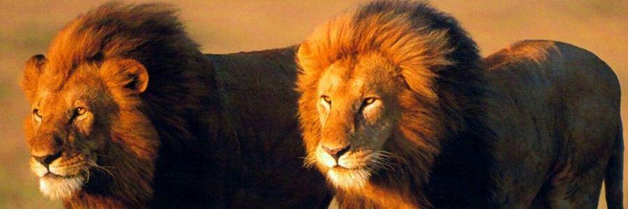 Bekekedi's profile banner image