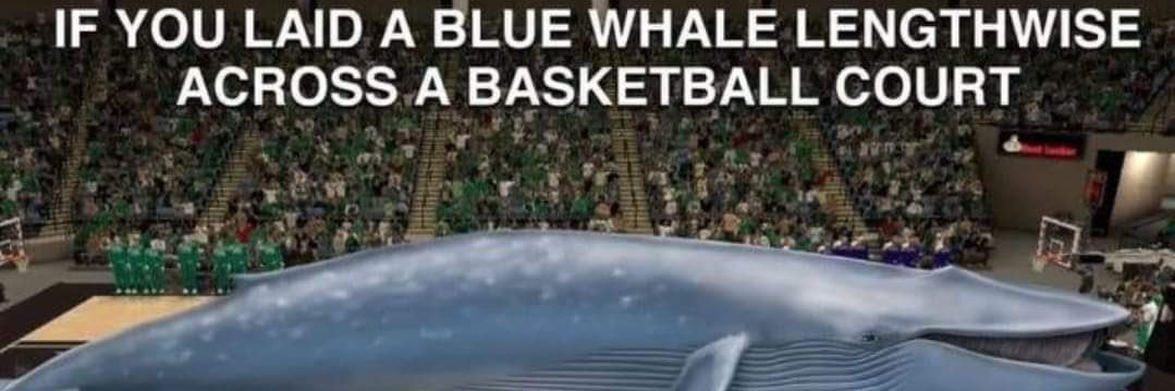 New Year Old Beau banner