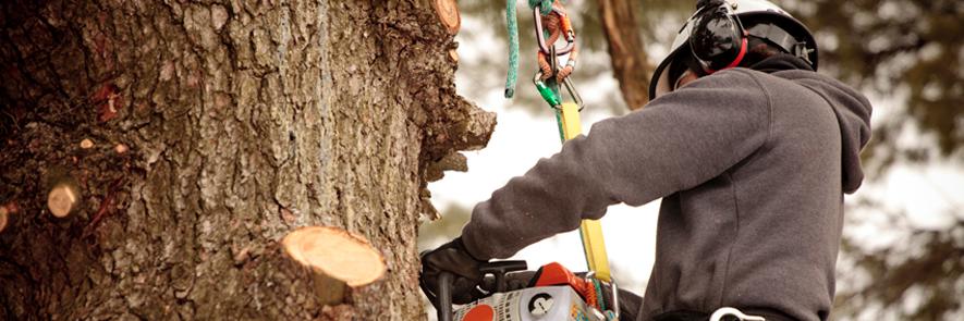 CherokeeTrees's profile banner image