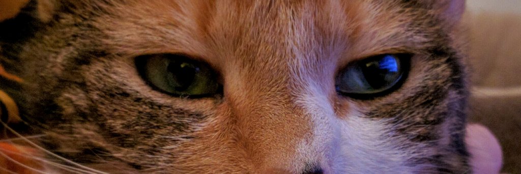 Freyr Ólafsson banner