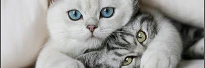 MeowMob's profile banner image