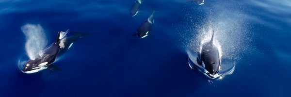 DolphinDroneDom Profile Banner
