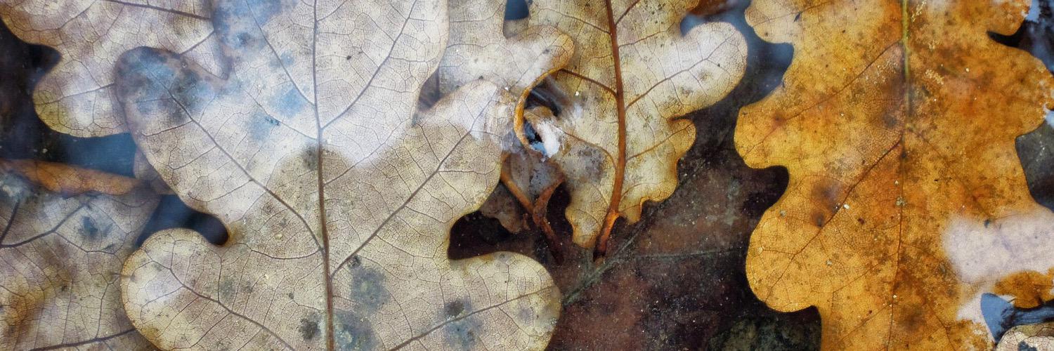 utomoskaris's profile banner image