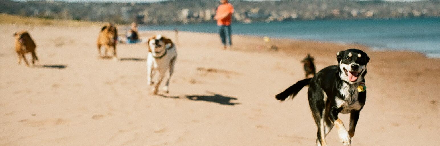 Just All Things Dog banner