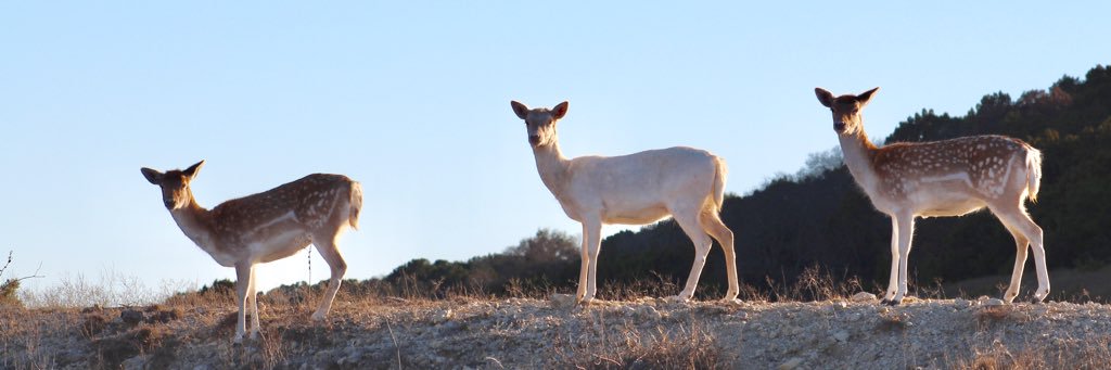 greysandel's profile banner image