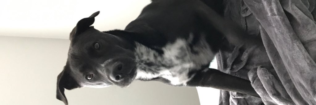 Mickey Williard banner