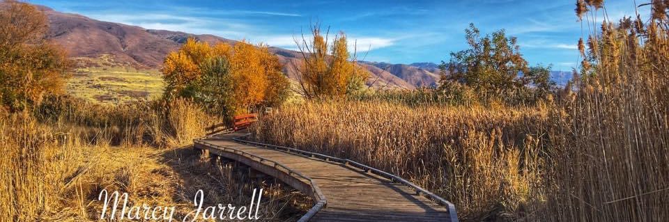 mejarrell's profile banner image