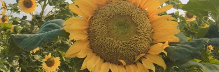 Noviantika Maharani banner