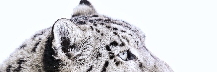 fitrihann's profile banner image