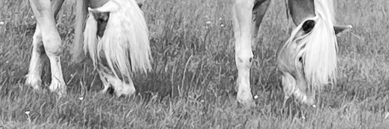 hoofprintsMandy's profile banner image