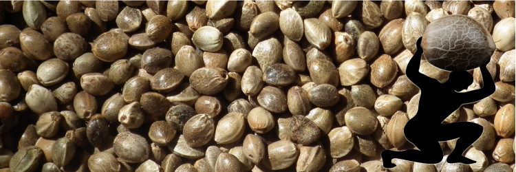 AtlasSeeds's profile banner image