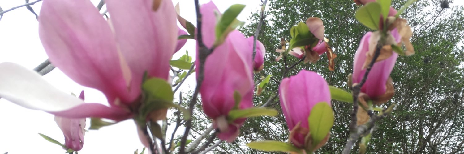 Alexandra Harrison Gaiser banner