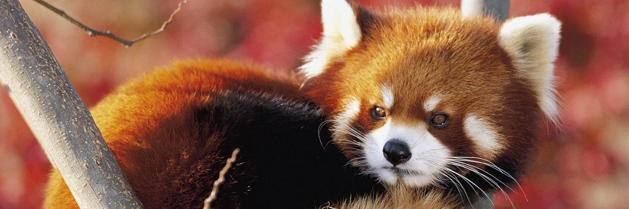 UncleFirefox's profile banner image