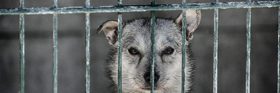 PSYjaciele's profile banner image