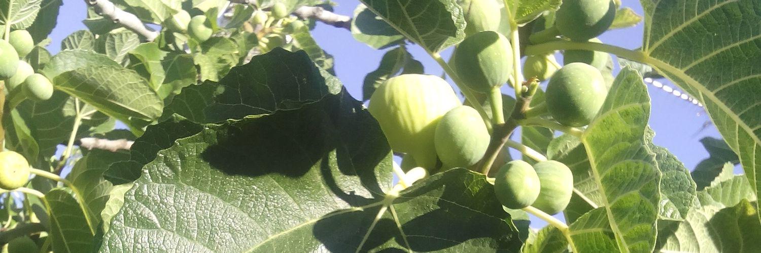 clasenachorey's profile banner image