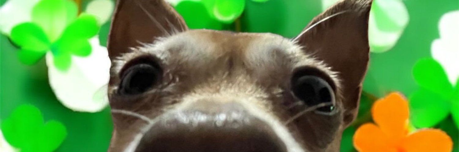 DaniCowabunga's profile banner image