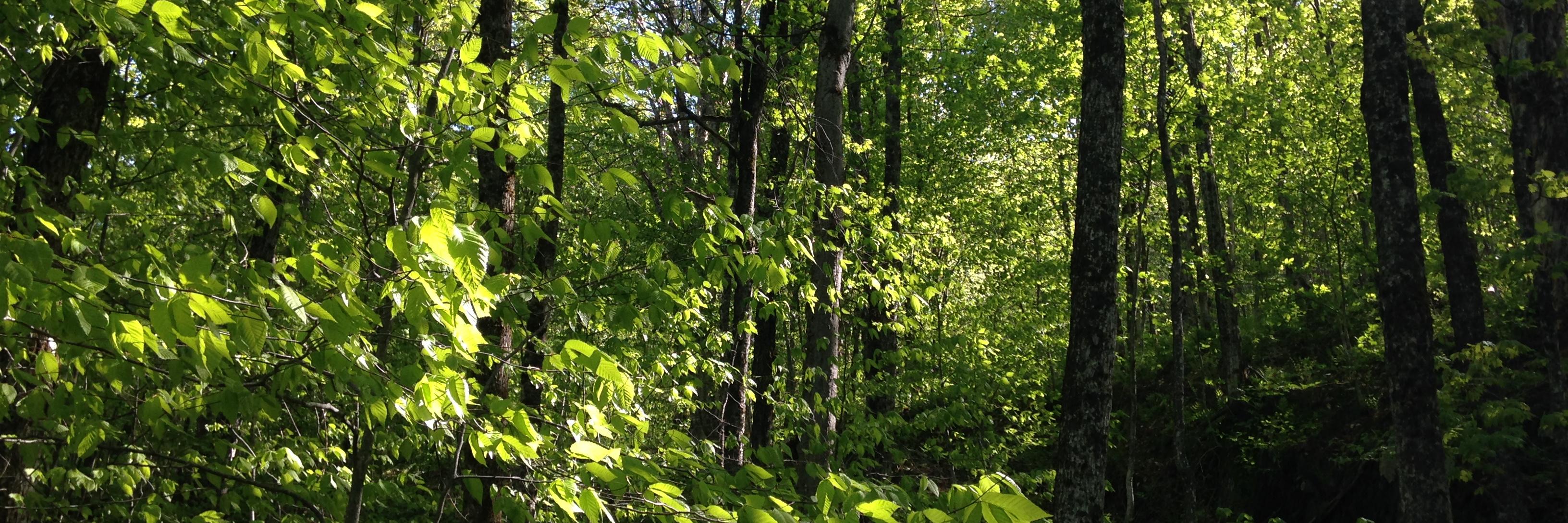 SubstantiaNegri's profile banner image