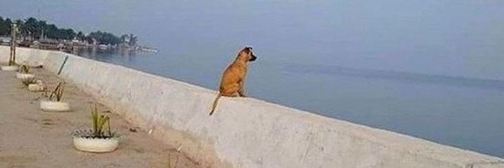 não contém glúten banner