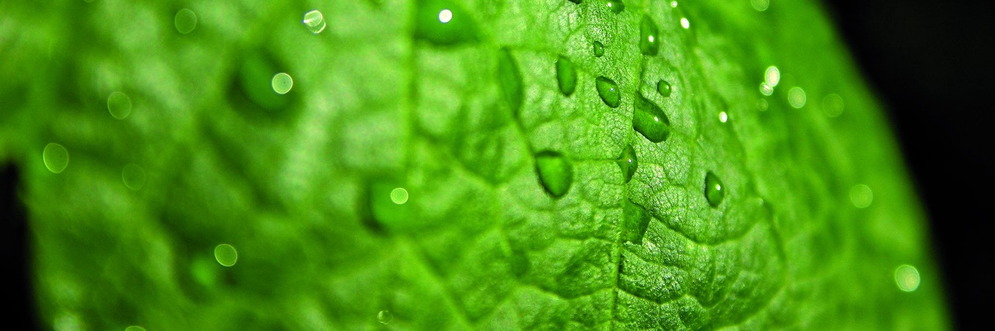 COMPO EXPERT Spain banner