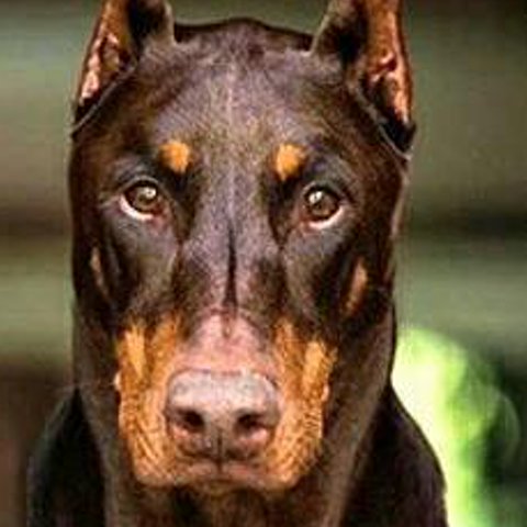 perezrojas84's profile banner image
