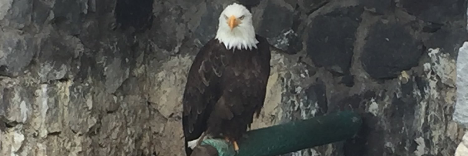 Pancholaw's profile banner image