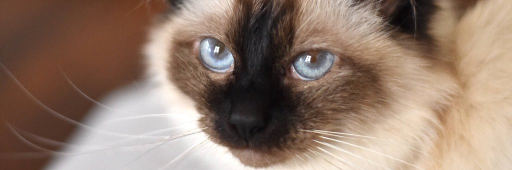 M_ayall's profile banner image