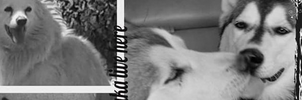17Eikenberg's profile banner image